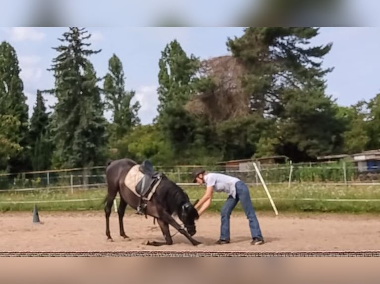 Vollblutaraber Hengst 7 Jahre 155 cm Rappe in Hanau-Auheim (HU)