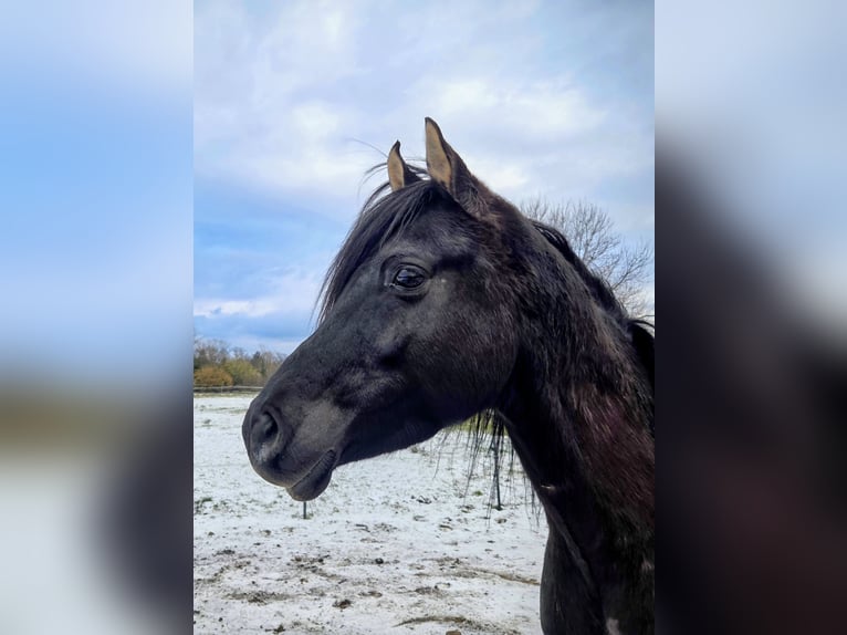 Vollblutaraber Hengst 7 Jahre 155 cm Rappe in Hanau-Auheim (HU)