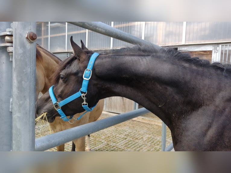 Vollblutaraber Hengst 7 Jahre 155 cm Rappe in Hanau-Auheim (HU)