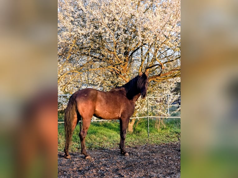 Vollblutaraber Hengst 7 Jahre 155 cm Rappe in Hanau-Auheim (HU)