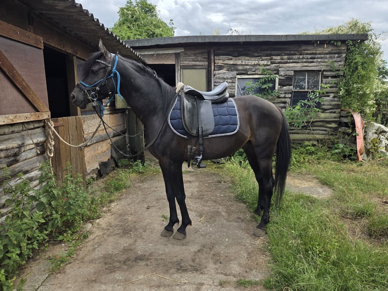 Vollblutaraber Hengst 7 Jahre 155 cm Rappe in Hanau-Auheim (HU)