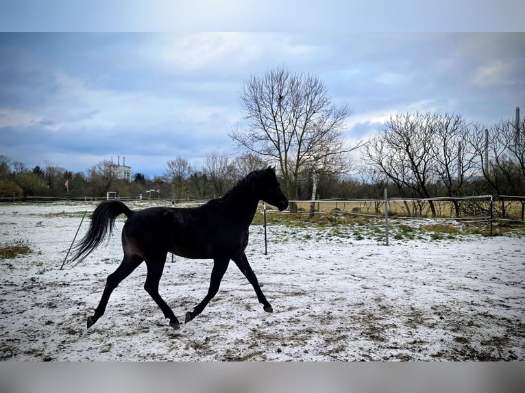 Vollblutaraber Hengst 7 Jahre 155 cm Rappe in Hanau-Auheim (HU)
