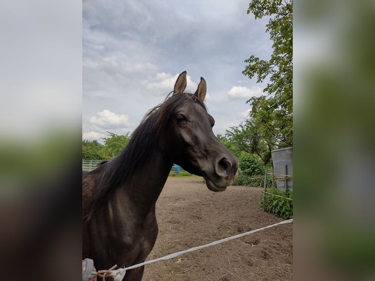 Vollblutaraber Hengst 7 Jahre 155 cm Rappe in Hanau-Auheim (HU)