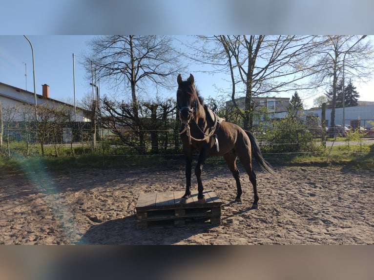 Vollblutaraber Hengst 7 Jahre 155 cm Rappe in Hanau-Auheim (HU)