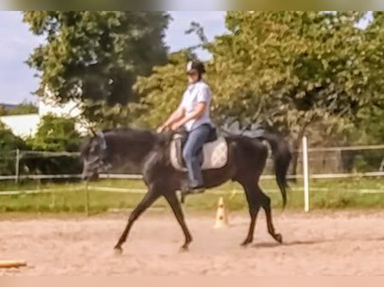 Vollblutaraber Hengst 7 Jahre 155 cm Rappe in Hanau-Auheim (HU)