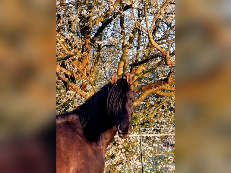 Vollblutaraber Hengst 7 Jahre 155 cm Rappe in Hanau-Auheim (HU)