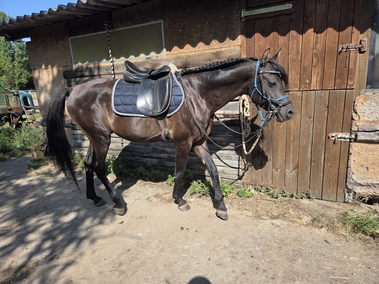Vollblutaraber Hengst 7 Jahre 155 cm Rappe in Hanau-Auheim (HU)