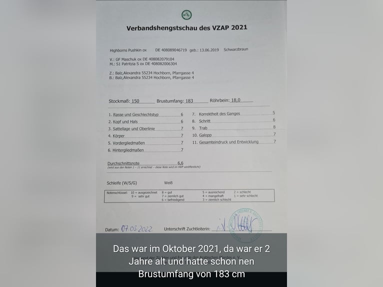 Vollblutaraber Hengst 7 Jahre 156 cm Schwarzbrauner in Hochborn