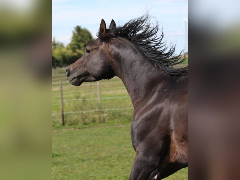 Vollblutaraber Hengst 7 Jahre 156 cm Schwarzbrauner in Hochborn