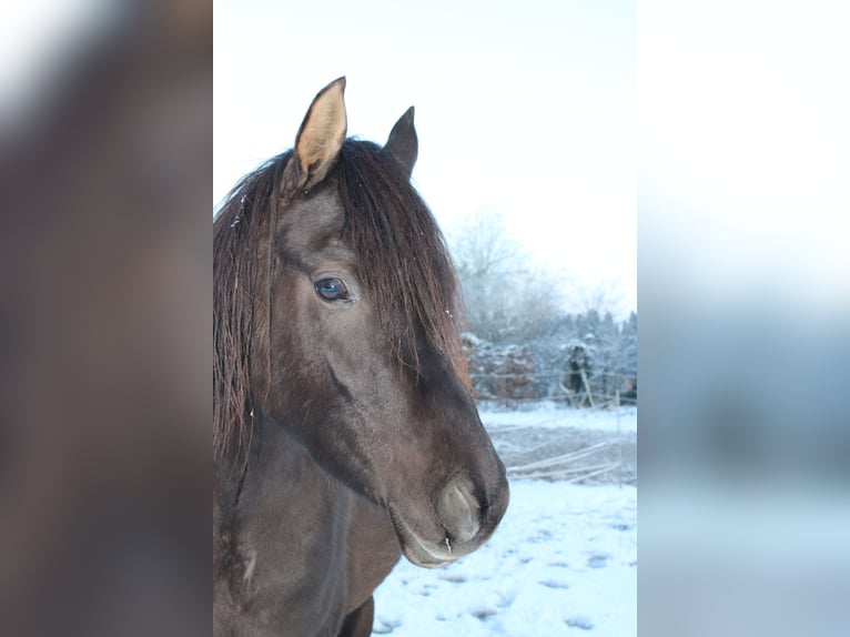 Vollblutaraber Hengst 7 Jahre 160 cm Rappe in Hanau