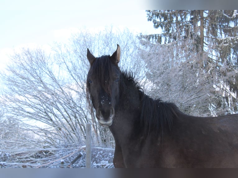 Vollblutaraber Hengst 7 Jahre 160 cm Rappe in Hanau