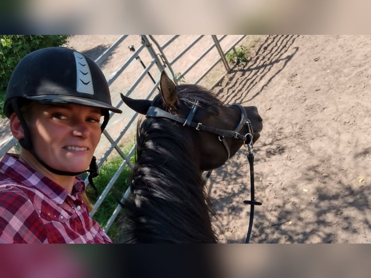 Vollblutaraber Hengst 7 Jahre 160 cm Rappe in Hanau