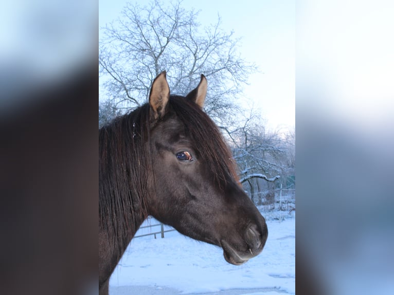 Vollblutaraber Hengst 7 Jahre 160 cm Rappe in Hanau