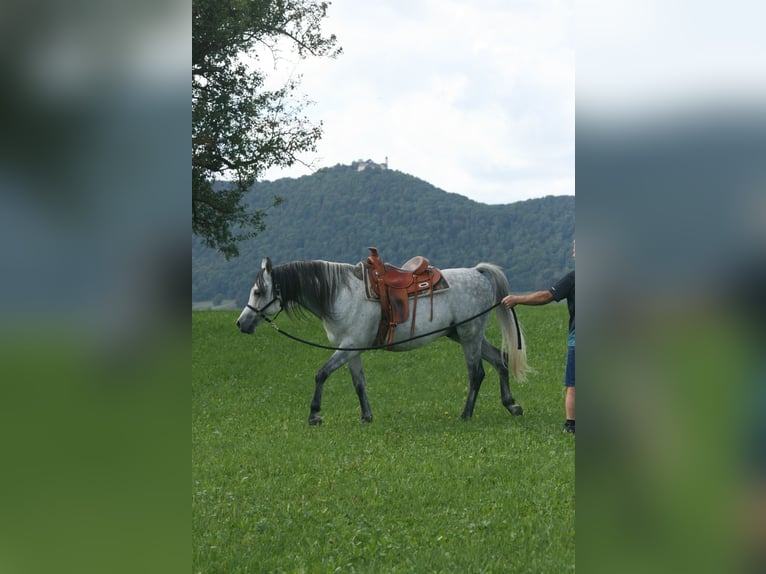 Vollblutaraber Hengst 8 Jahre 152 cm Schimmel in Weilheim an der Teck