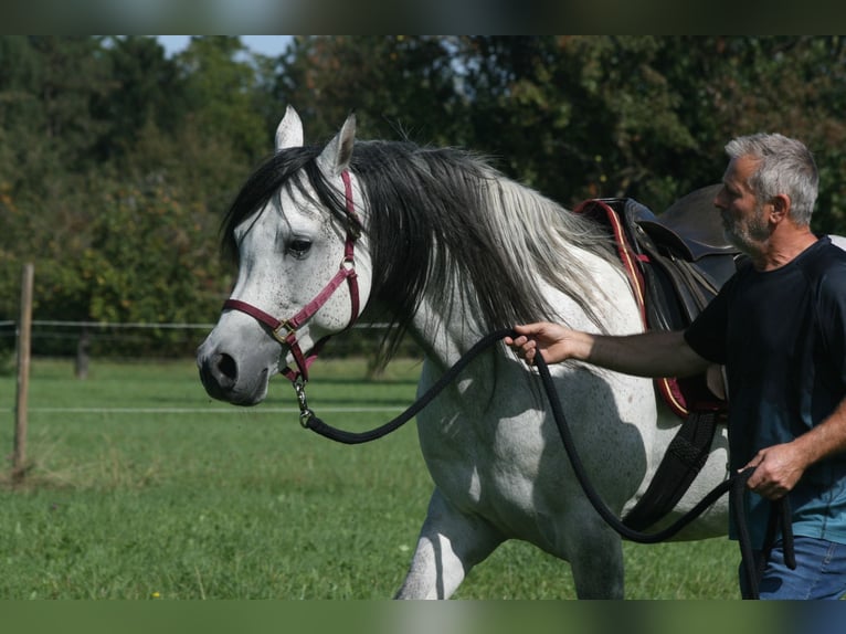 Vollblutaraber Hengst 8 Jahre 152 cm Schimmel in Weilheim an der Teck