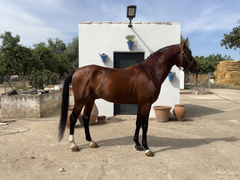 Vollblutaraber Hengst 8 Jahre 156 cm Brauner in Cordoba