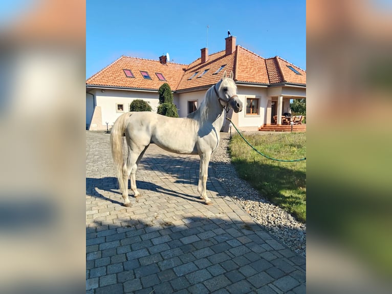 Vollblutaraber Hengst 8 Jahre Schimmel in Prezanowice
