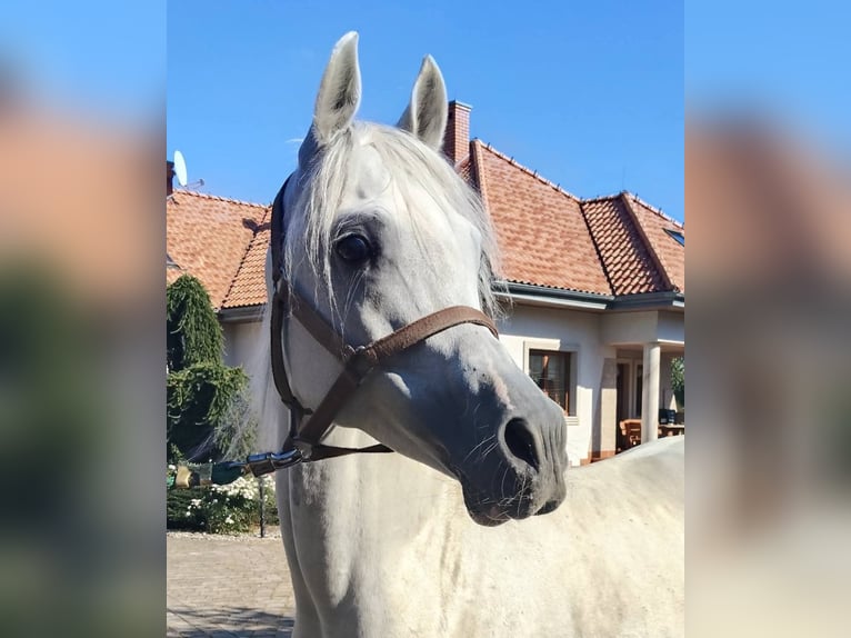 Vollblutaraber Hengst 8 Jahre Schimmel in Prezanowice