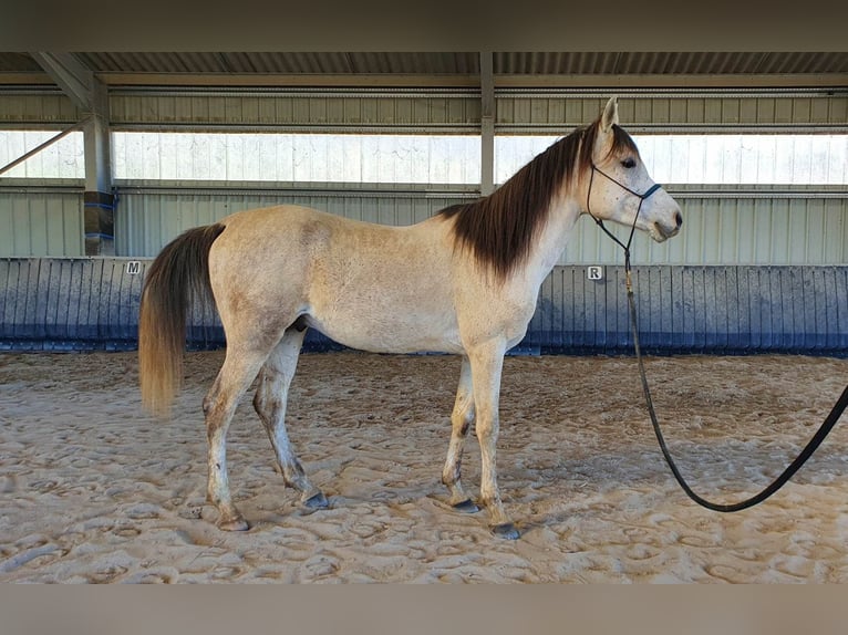 Vollblutaraber Hengst 9 Jahre 152 cm Schimmel in Bosdarros