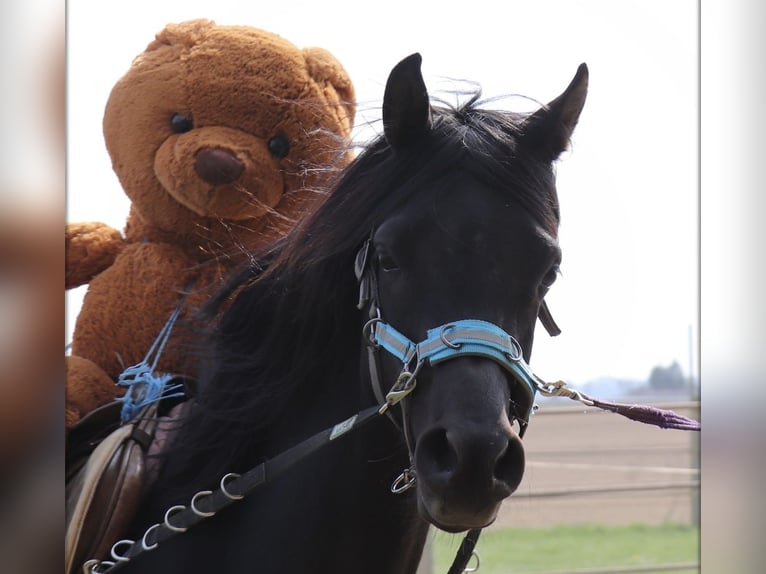 Vollblutaraber Hengst 9 Jahre 156 cm Rappe in Rain