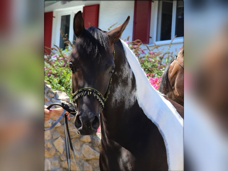 Vollblutaraber Hengst 9 Jahre 156 cm Rappe in Rain