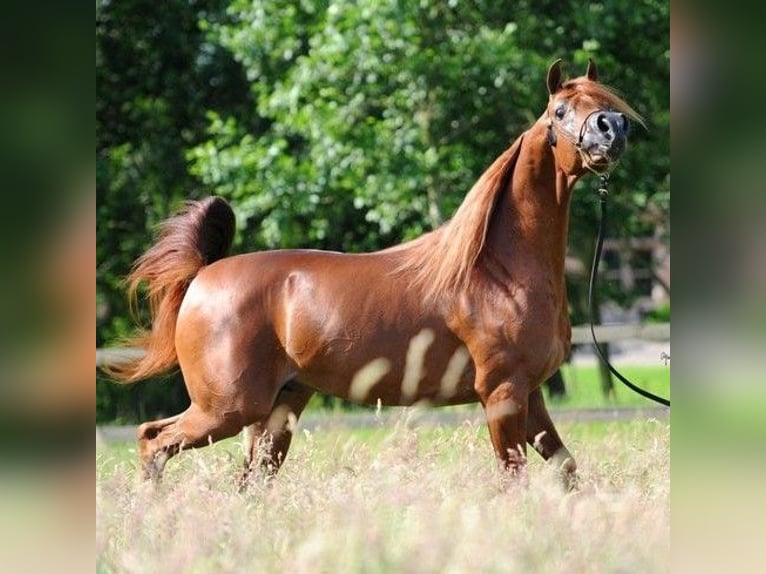 Vollblutaraber Hengst 9 Jahre 157 cm Brauner in Irurtzun