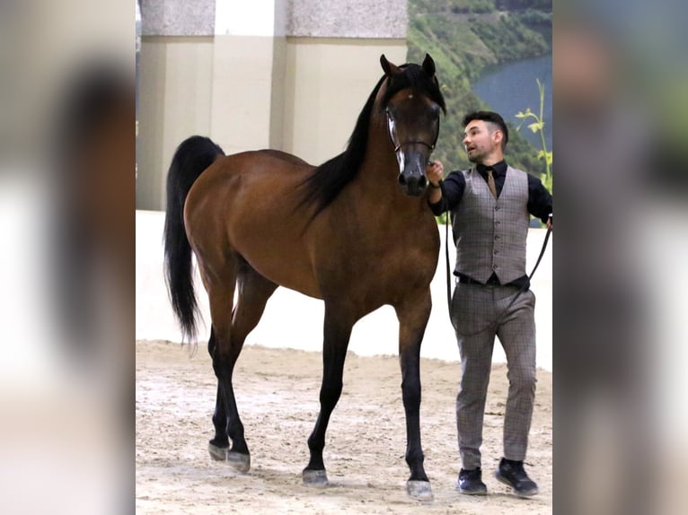 Vollblutaraber Hengst 9 Jahre 157 cm Brauner in Irurtzun