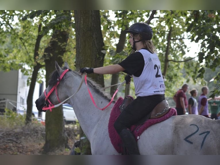 Vollblutaraber Hengst 9 Jahre 158 cm Schimmel in Warszawa