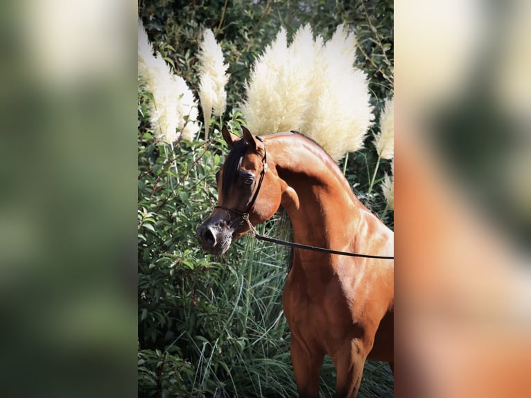 Vollblutaraber Hengst Brauner in Zuidoostbeemster