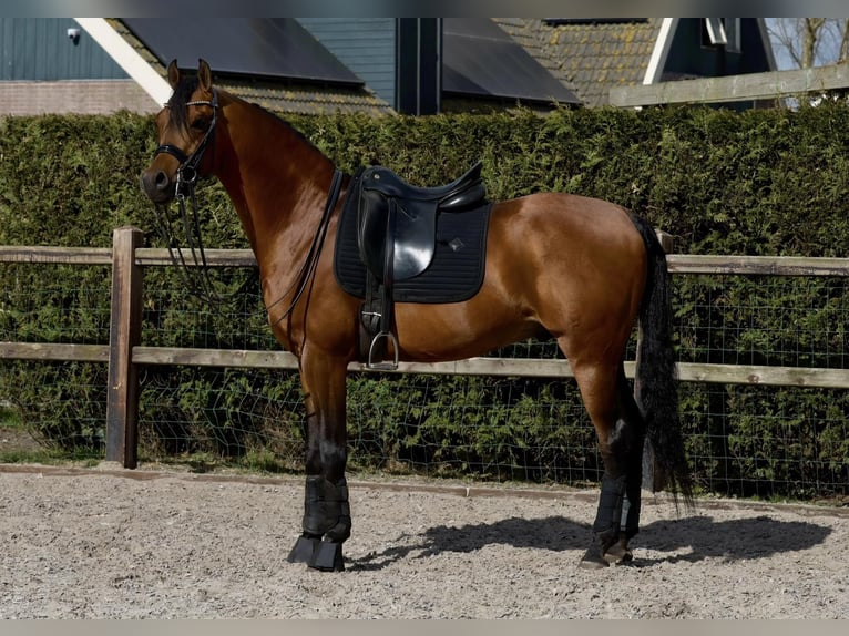 Vollblutaraber Hengst Brauner in Zuidoostbeemster