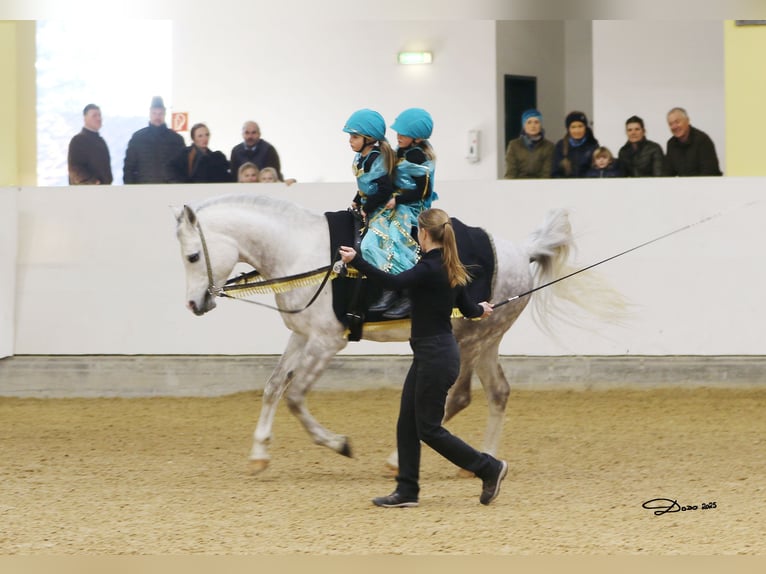 Vollblutaraber Hengst in Parndorf / Pandrof