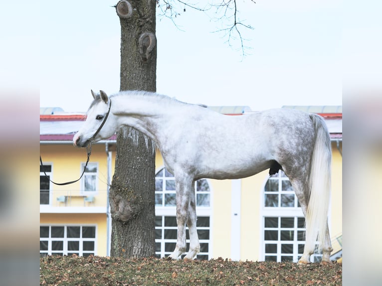 Vollblutaraber Hengst in Parndorf / Pandrof