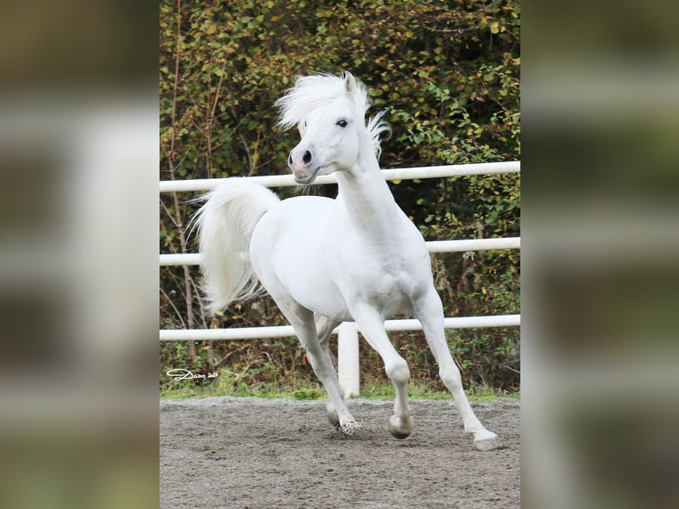 Vollblutaraber Hengst in S&#xF6;ll