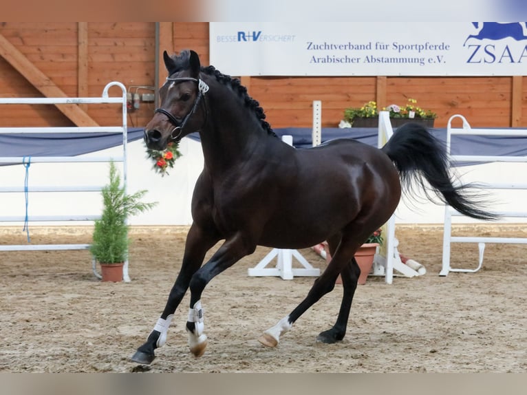 Vollblutaraber Hengst Dunkelbrauner in Tiefenbach