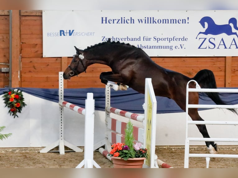 Vollblutaraber Hengst Dunkelbrauner in Tiefenbach