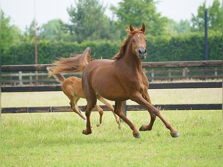 Vollblutaraber Hengst  100 cm Brauner in Cromvoirt