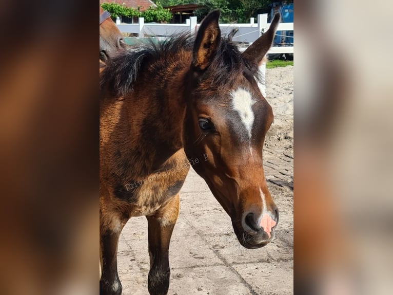 Vollblutaraber Hengst  121 cm Dunkelbrauner in Ostrhauderfehn