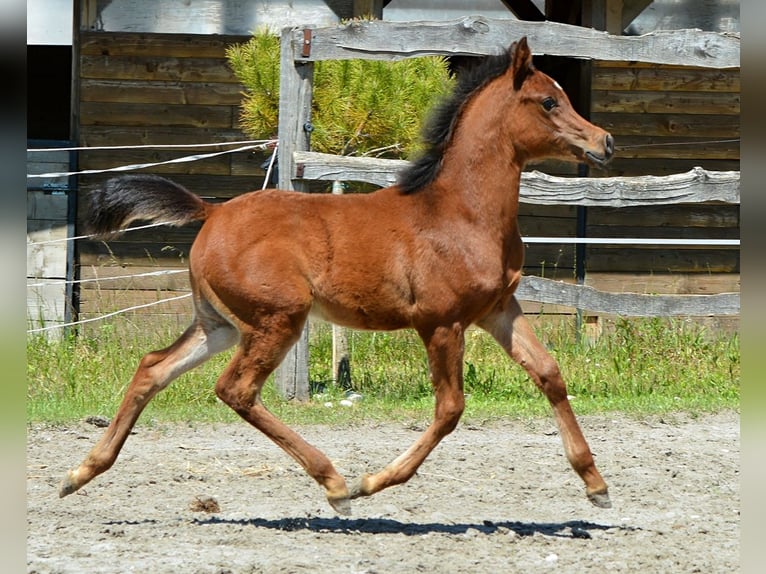 Vollblutaraber Hengst Fohlen (01/2026) 152 cm Brauner in Koprivnica