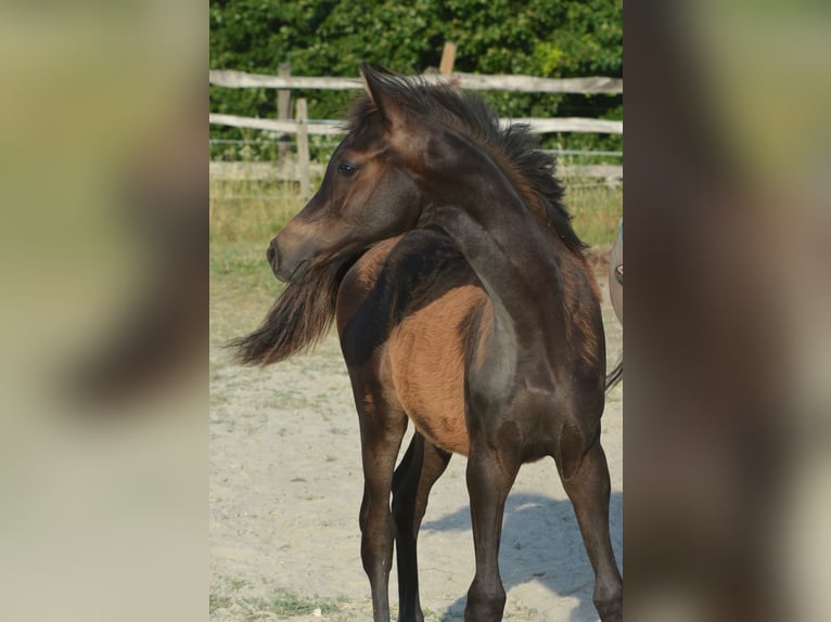 Vollblutaraber Hengst  153 cm Dunkelbrauner in Koprivnica