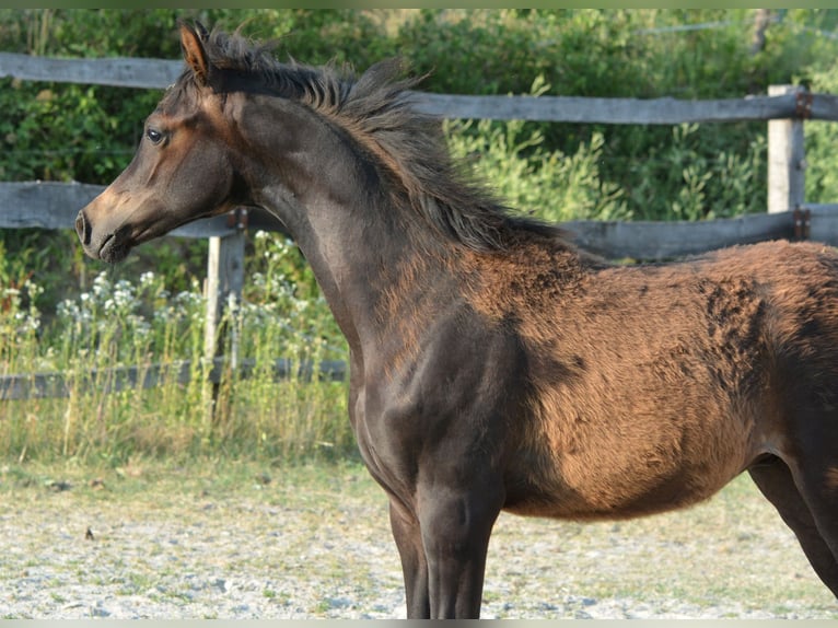 Vollblutaraber Hengst Fohlen (01/2025) 153 cm Dunkelbrauner in Koprivnica