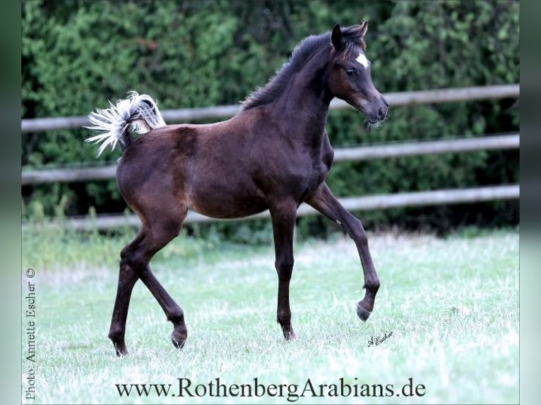 Vollblutaraber Hengst Fohlen (04/2026) 153 cm Rappe in Monheim