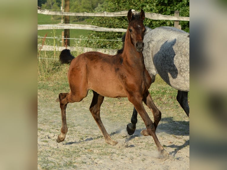 Vollblutaraber Hengst  153 cm Schimmel in Koprivnica