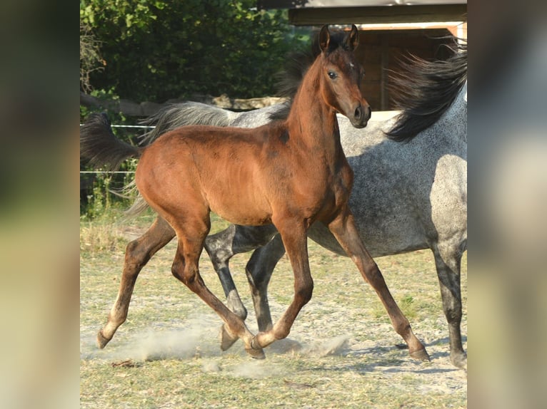 Vollblutaraber Hengst  153 cm Schimmel in Koprivnica