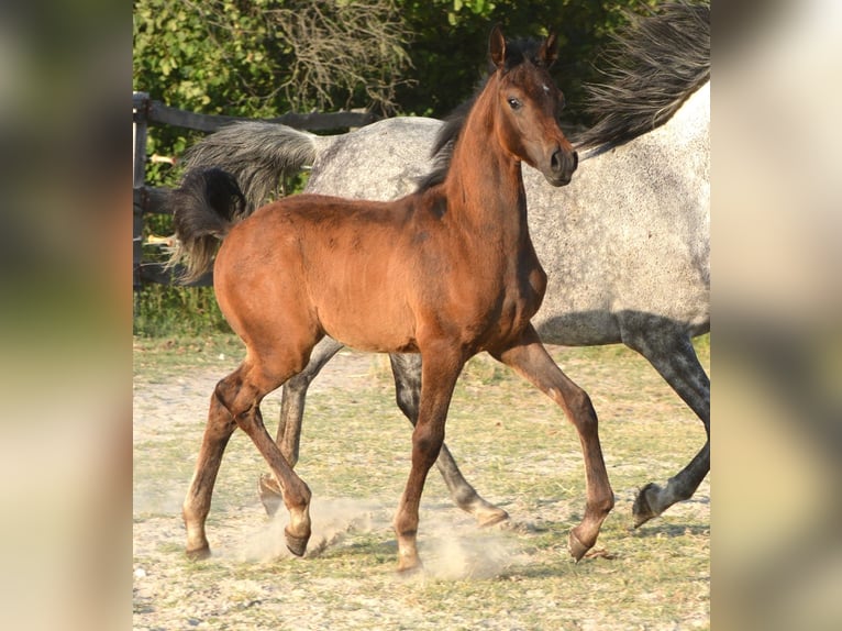 Vollblutaraber Hengst  153 cm Schimmel in Koprivnica