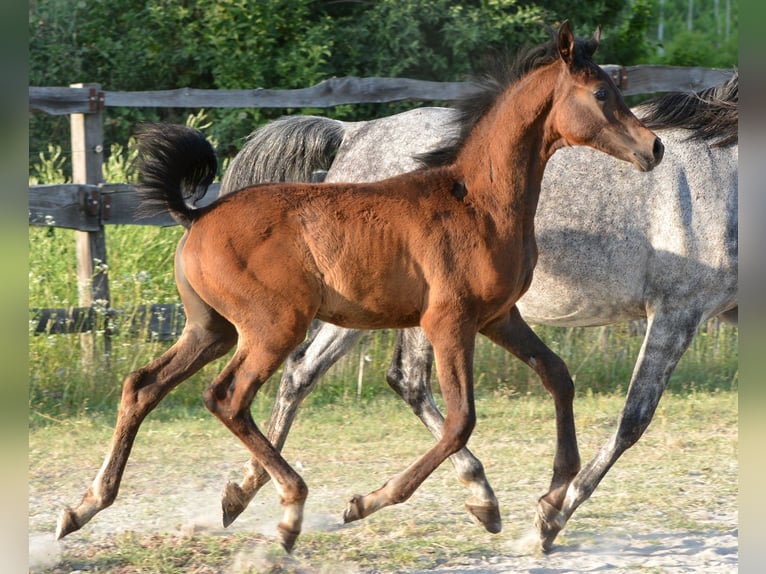 Vollblutaraber Hengst  153 cm Schimmel in Koprivnica