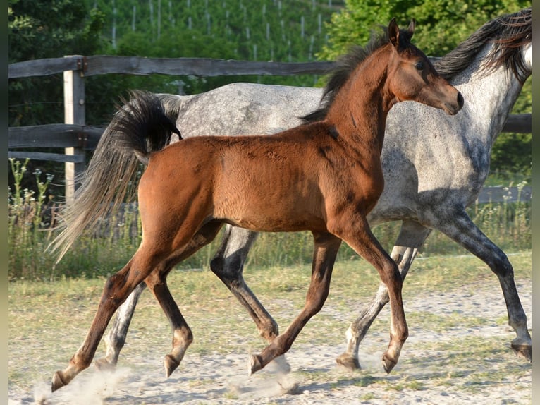 Vollblutaraber Hengst  153 cm Schimmel in Koprivnica