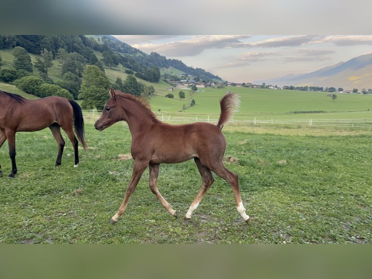 Vollblutaraber Hengst  154 cm Fliegenschimmel in Pirtendorf