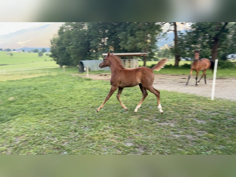 Vollblutaraber Hengst  154 cm Fliegenschimmel in Pirtendorf