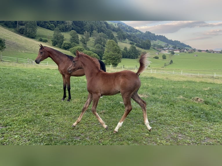 Vollblutaraber Hengst  154 cm Fliegenschimmel in Pirtendorf