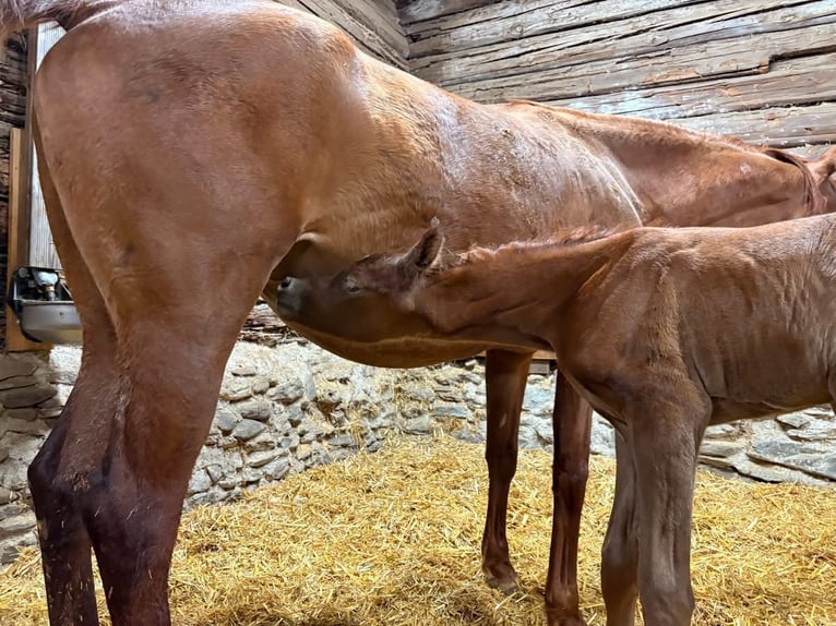 Vollblutaraber Hengst  154 cm Fliegenschimmel in Pirtendorf